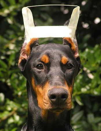 Xem cách người nuôi chó dán nẹp tai để dựng tai chó